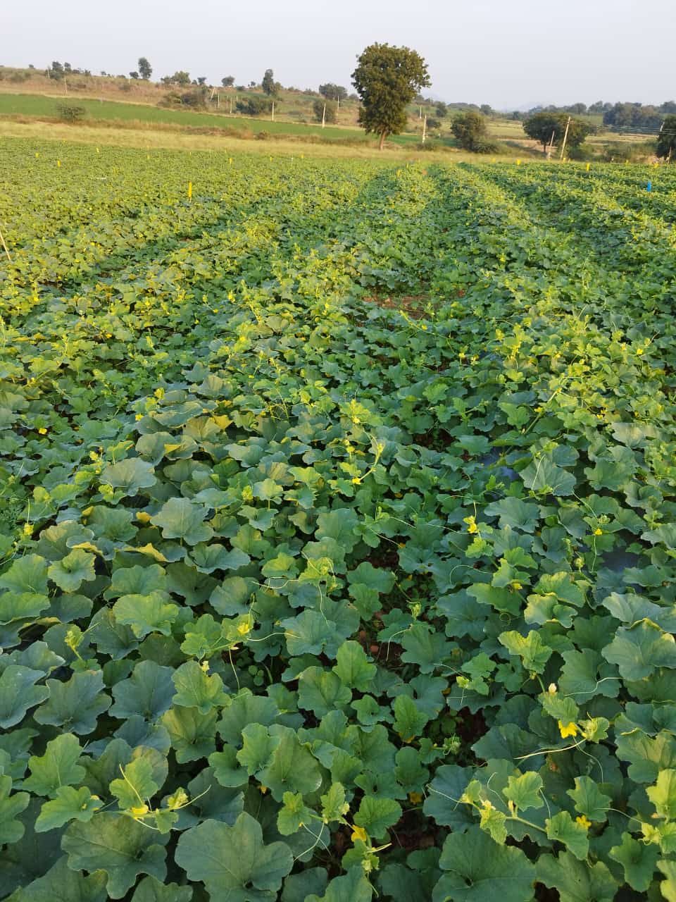 SFCL S-Max is a specialized micronutrient mixture formulated for balanced crop nutrition. It supports healthy growth, better flowering, and improved fruit development in crops like musk melon