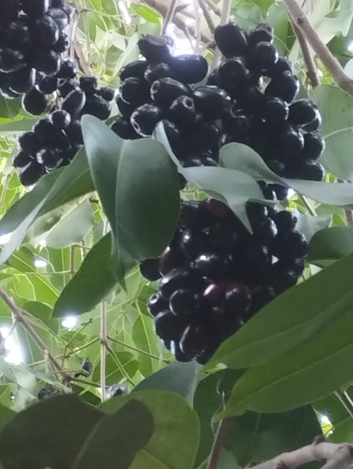 SFCL Bonical and Sea Yagna sprayed in black jamun demo plot improved fruit set and retention, resulting in healthy and abundant fruit clusters.
