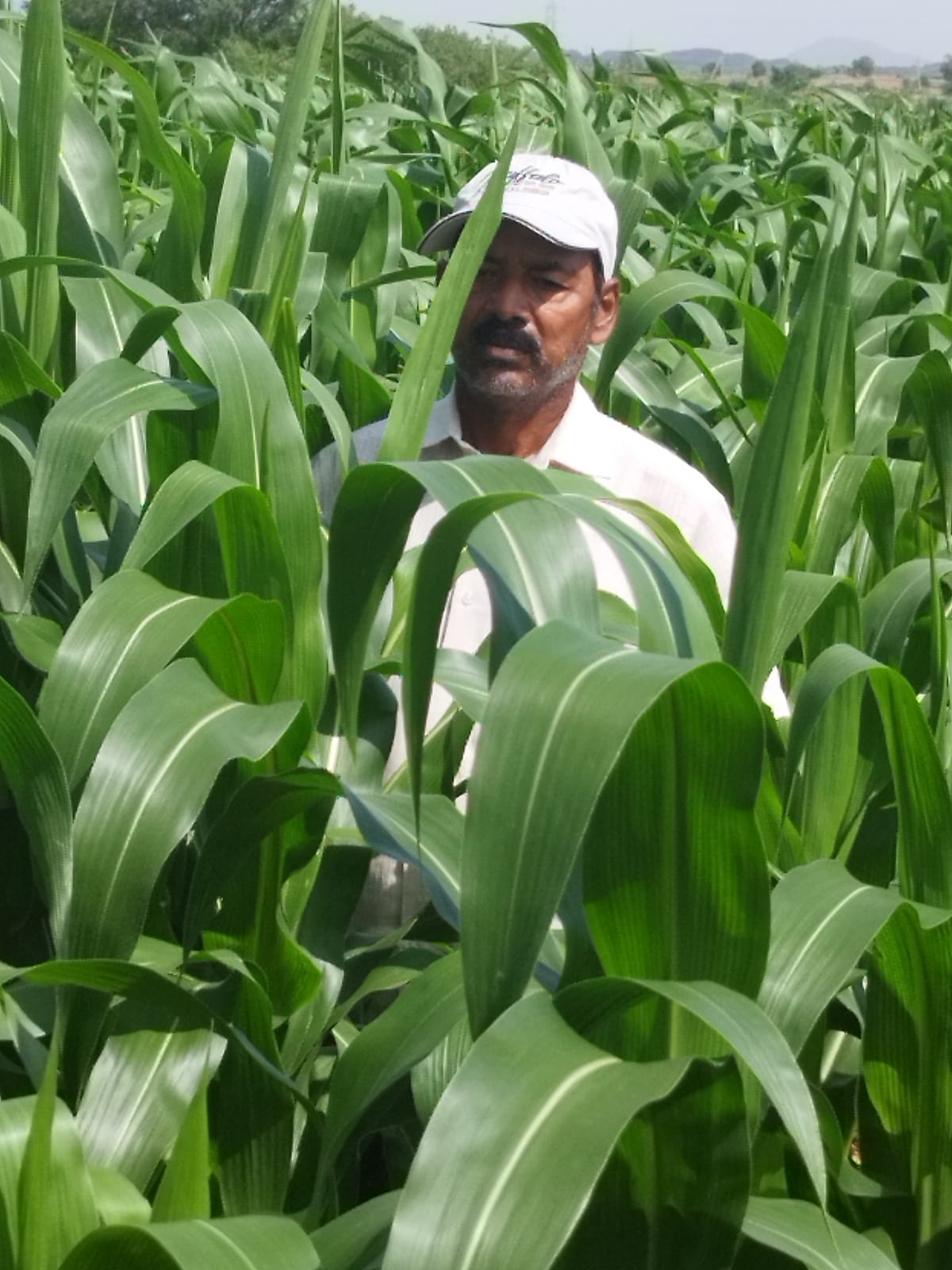 SFCL S-Bor (Boron 20%) strengthens pollen viability in maize, supports effective cross-pollination, and ensures complete kernel filling right up to the last row of the cob for higher yield and better grain quality.